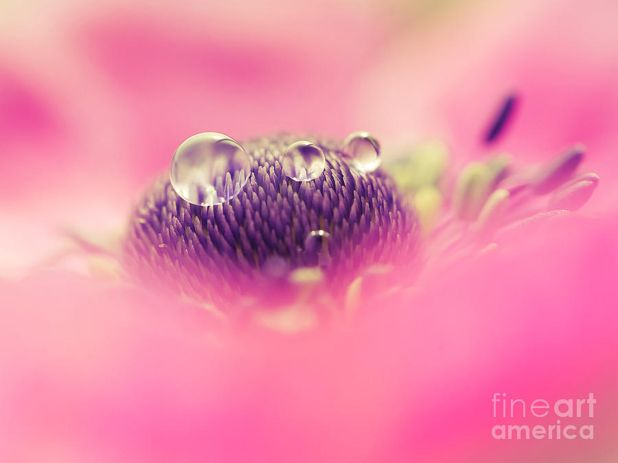 Spring Photograph - Anemone 17 by Wei-San Ooi