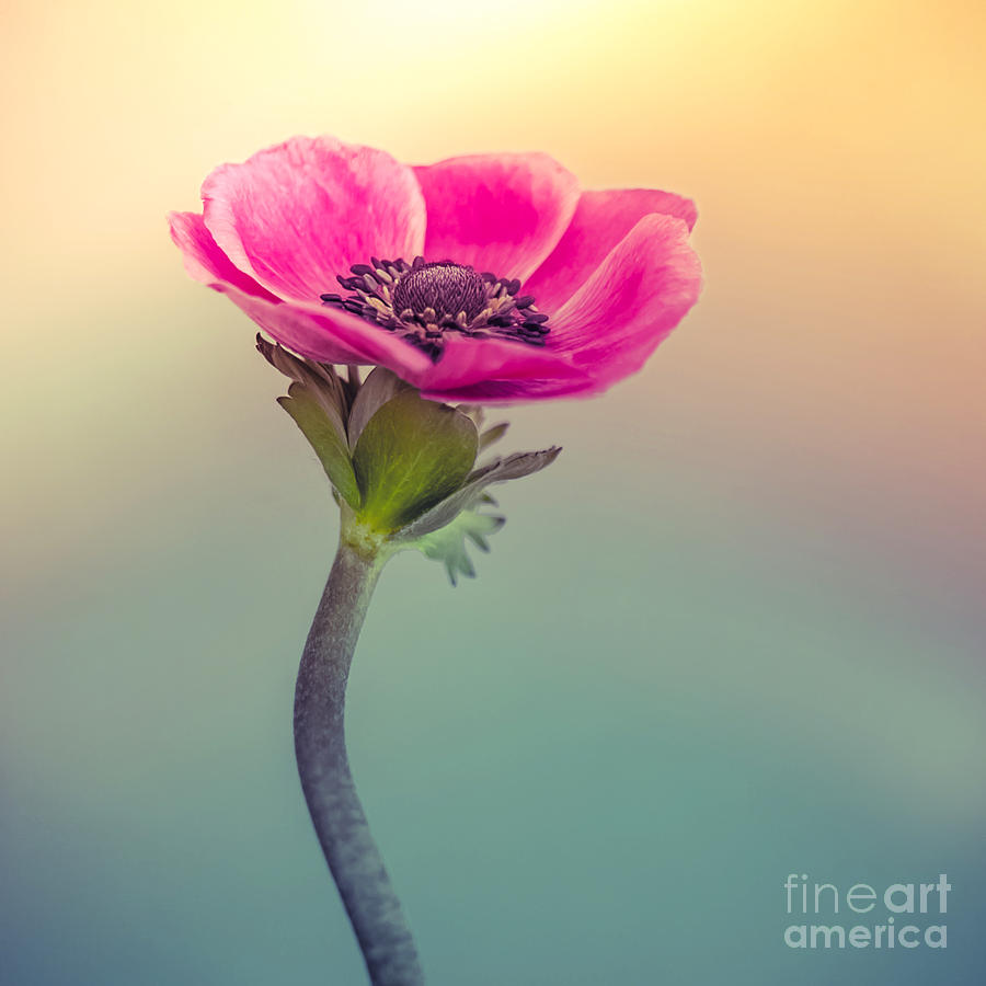 Nature Photograph - Anemone 28-1 by Wei-San Ooi