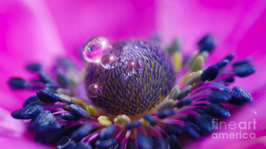 Anemone Flower Photograph - Anemone 32 by Wei-San Ooi
