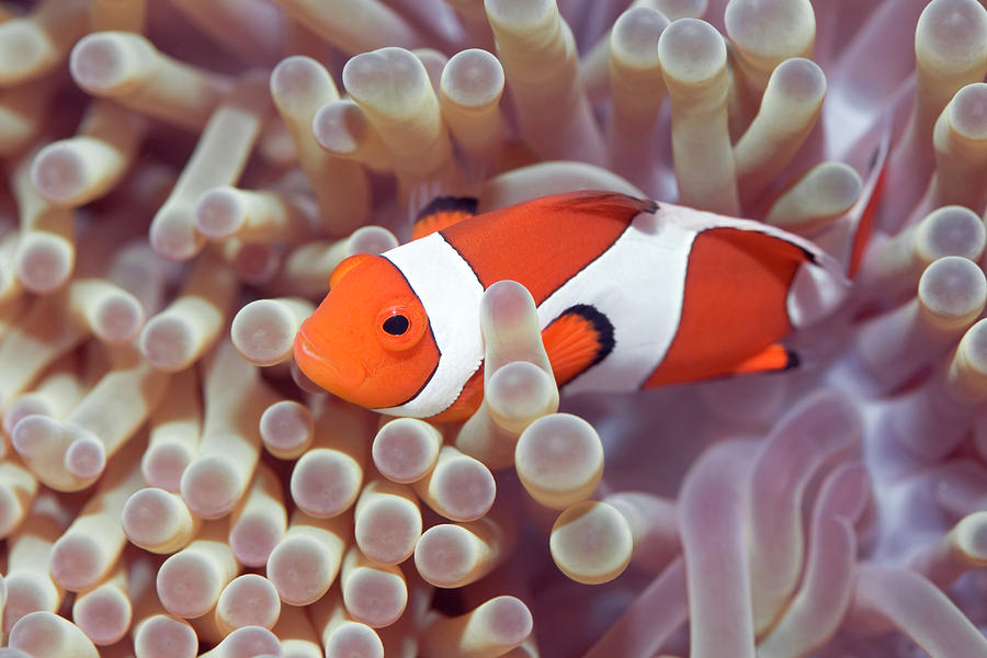 Fish Photograph - Anemone and Clown-fish by MotHaiBaPhoto Prints