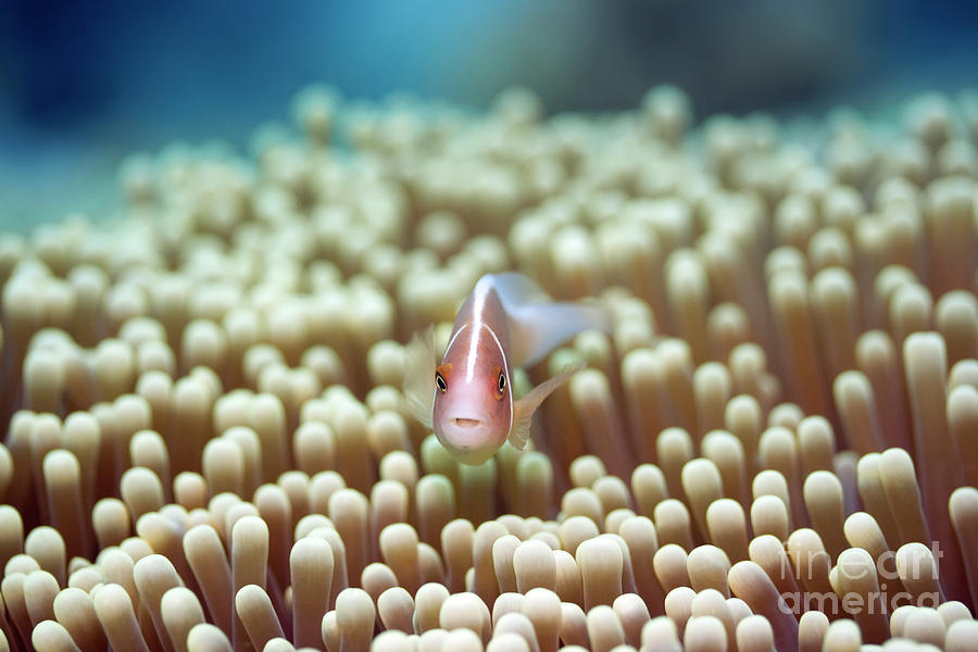 Fish Photograph - Anemone and Pink clownfish by MotHaiBaPhoto Prints