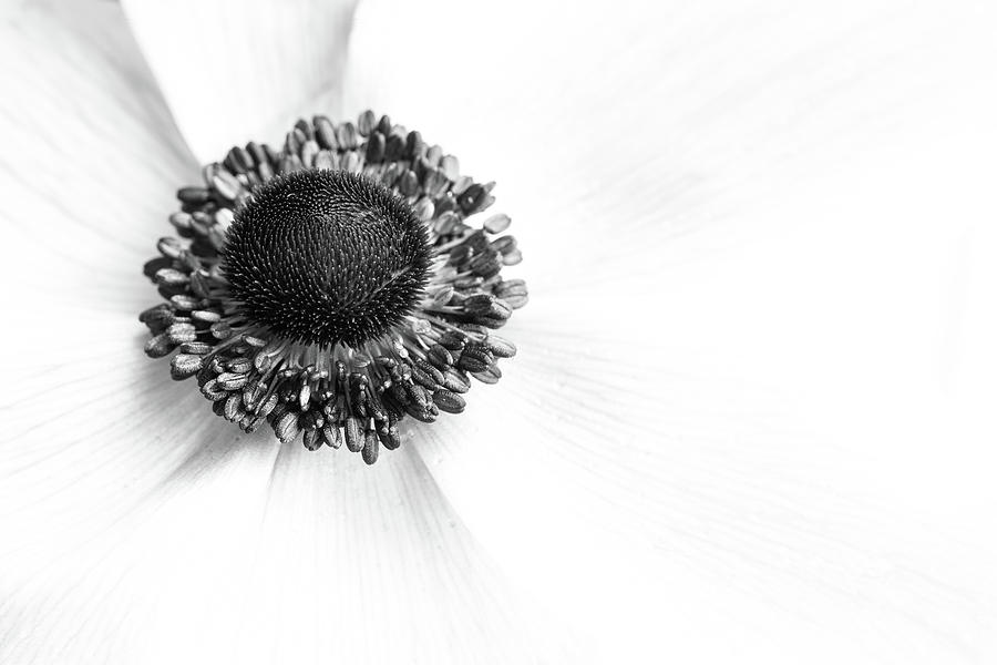 Black And White Photograph - Anemone Bloom by Kristen Wilkinson