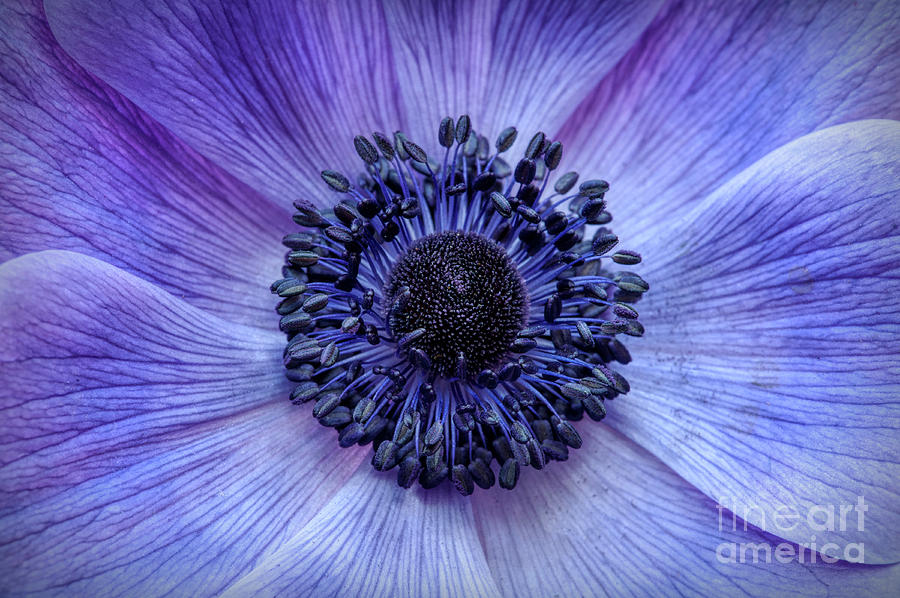 Anemone Blue Photograph by Tim Gainey