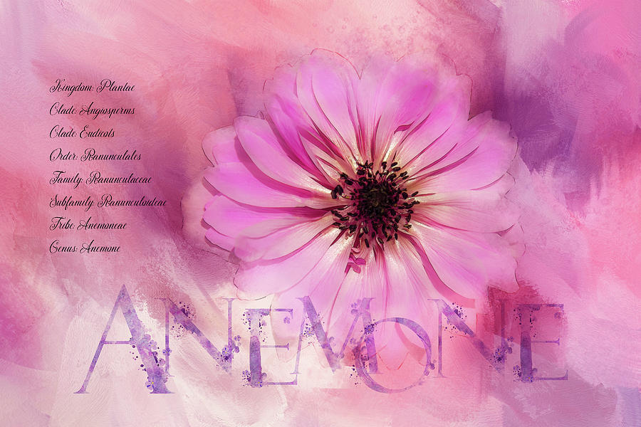 Anemone Classification Digital Art by Terry Davis