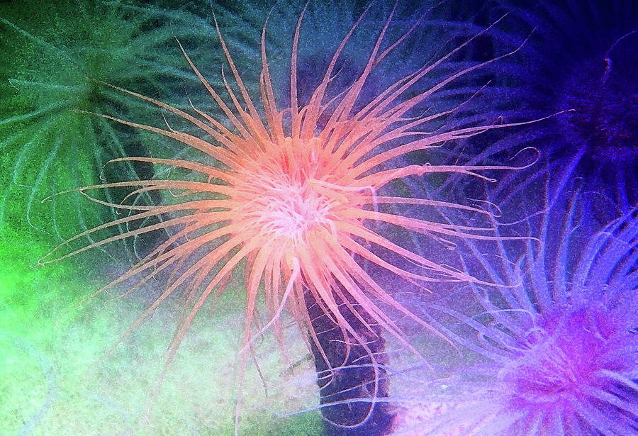 Anemone Color Photograph by Anthony Jones