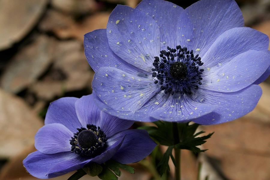 Anemone Coronaria Photograph By Brian M Davis Photography Pixels   Anemone Coronaria Brian Davis 