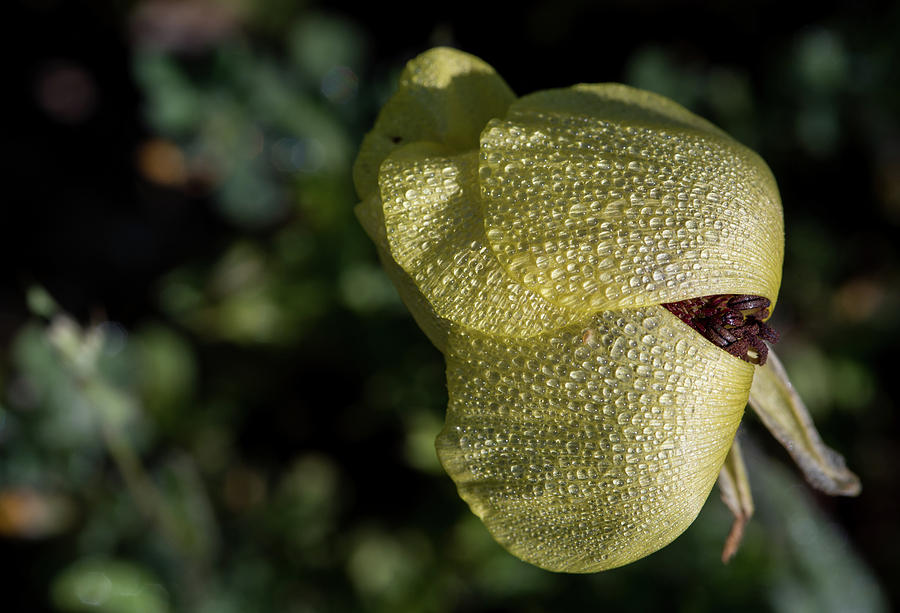 Anemone Coronaria Flower Photograph by Michalakis Ppalis