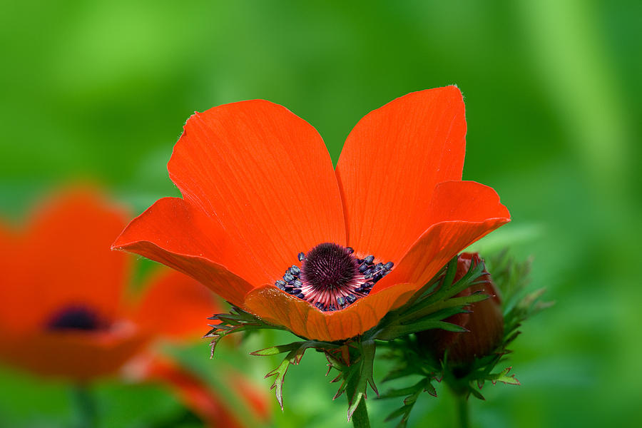 Anemone Coronaria Photograph by Yuri Peress