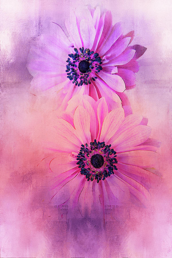 Anemone Duet in Pink Digital Art by Terry Davis