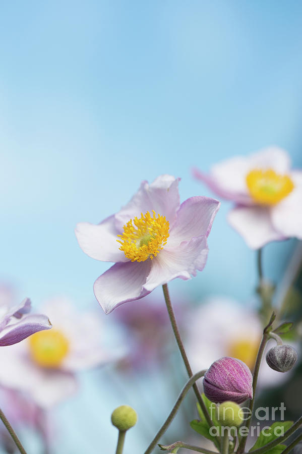Anemone  Elegans Flowers Photograph by Tim Gainey