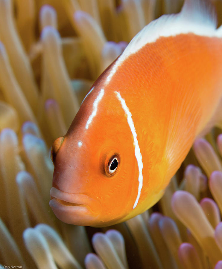 Anemone Fish Photograph by Dan Norton