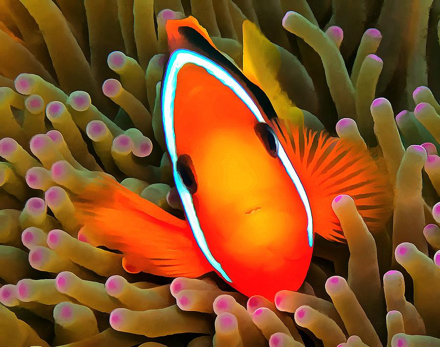 Anemone Fish Photograph by Sergey Lukashin