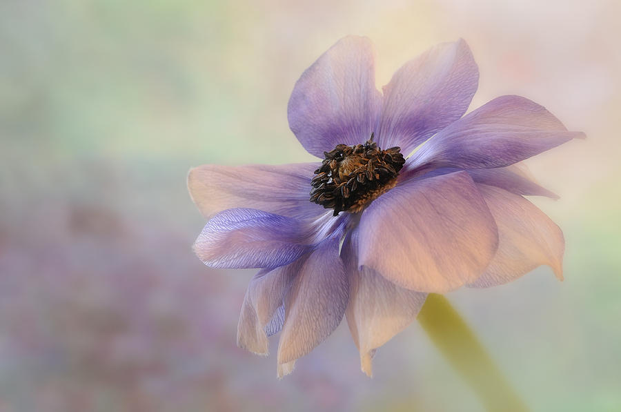 Anemone Flower Photograph by Carol Eade