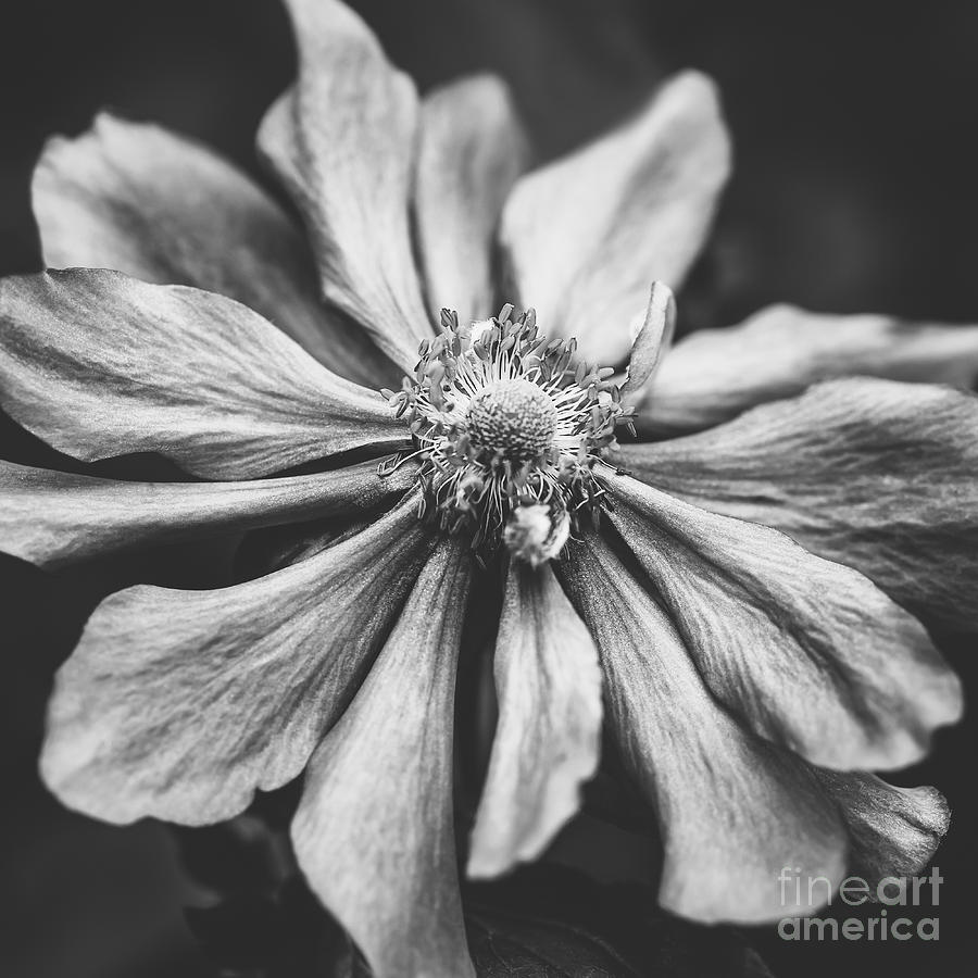 Flower Photograph - Anemone Flower Photographic Art in Black and White by Natalie Kinnear
