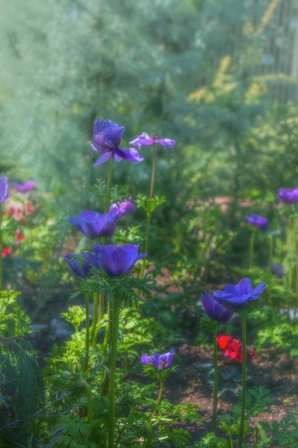Anemone Flowers in the Sun Garden Photograph by Jade Moon
