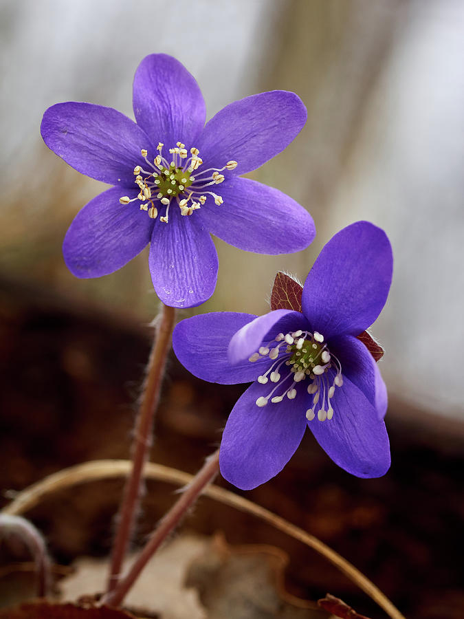 Anemone hepatica Photograph by Jouko Lehto