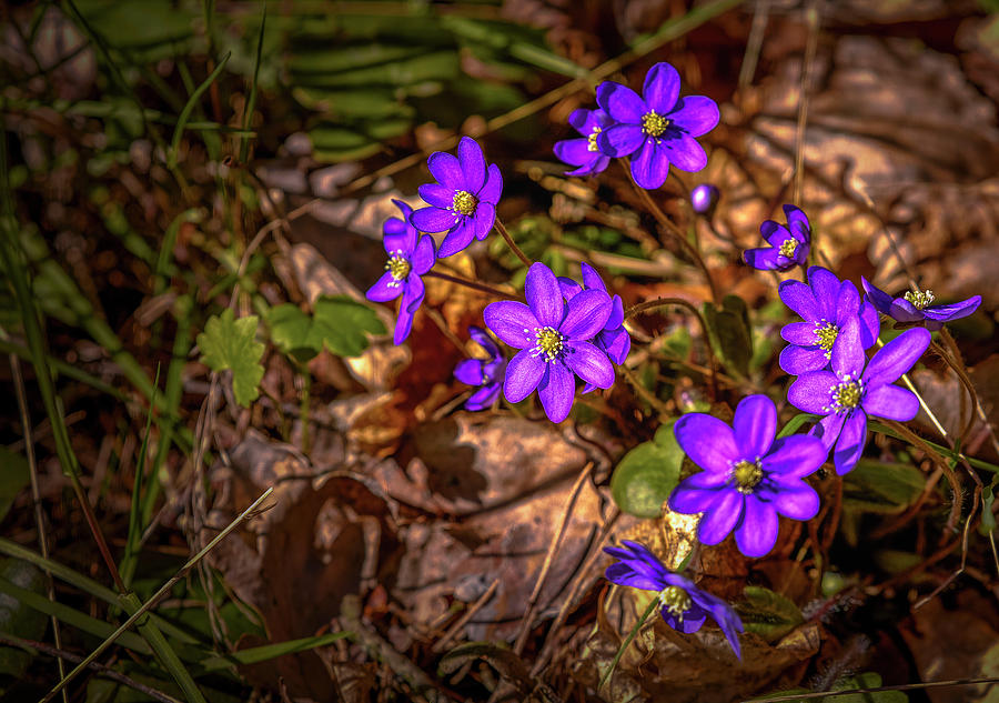 Spring Photograph - Anemone Hepatiea #g3 by Leif Sohlman