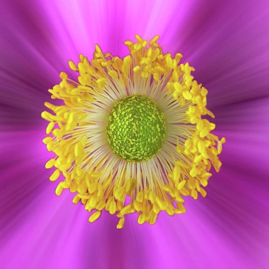 Beautiful Photograph - Anemone Hupehensis hadspen by John Edwards