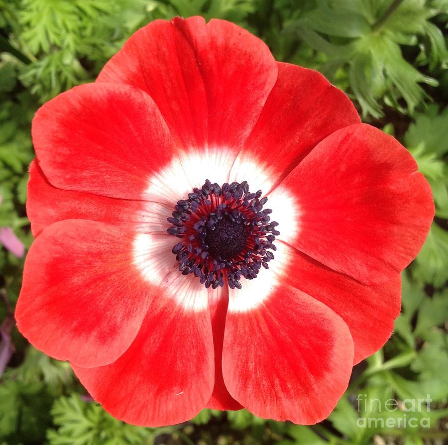 Anemone in Red and White  Photograph by By Divine Light