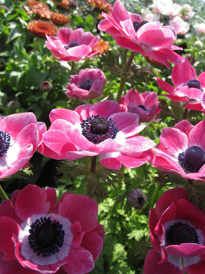 Anemone Photograph by Mai Lan - Fine Art America