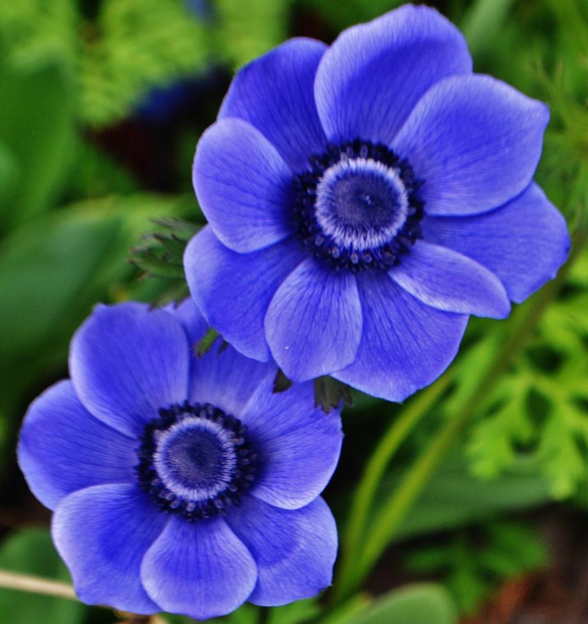 Anemone Nemorosa Photograph by Eileen Brymer