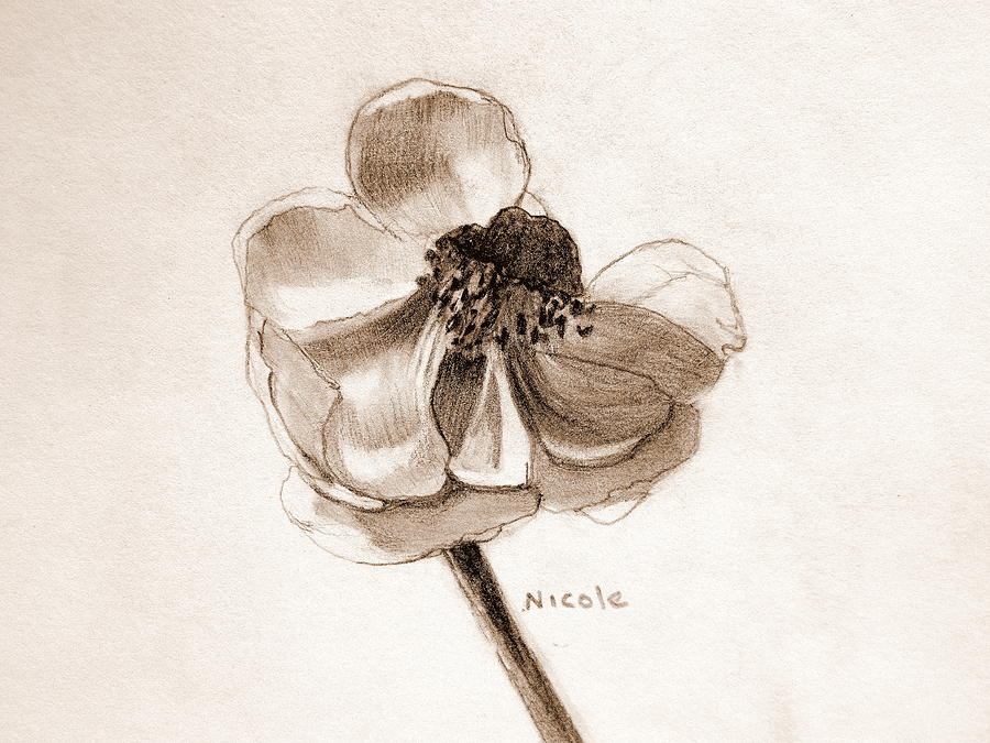 Anemone Drawing