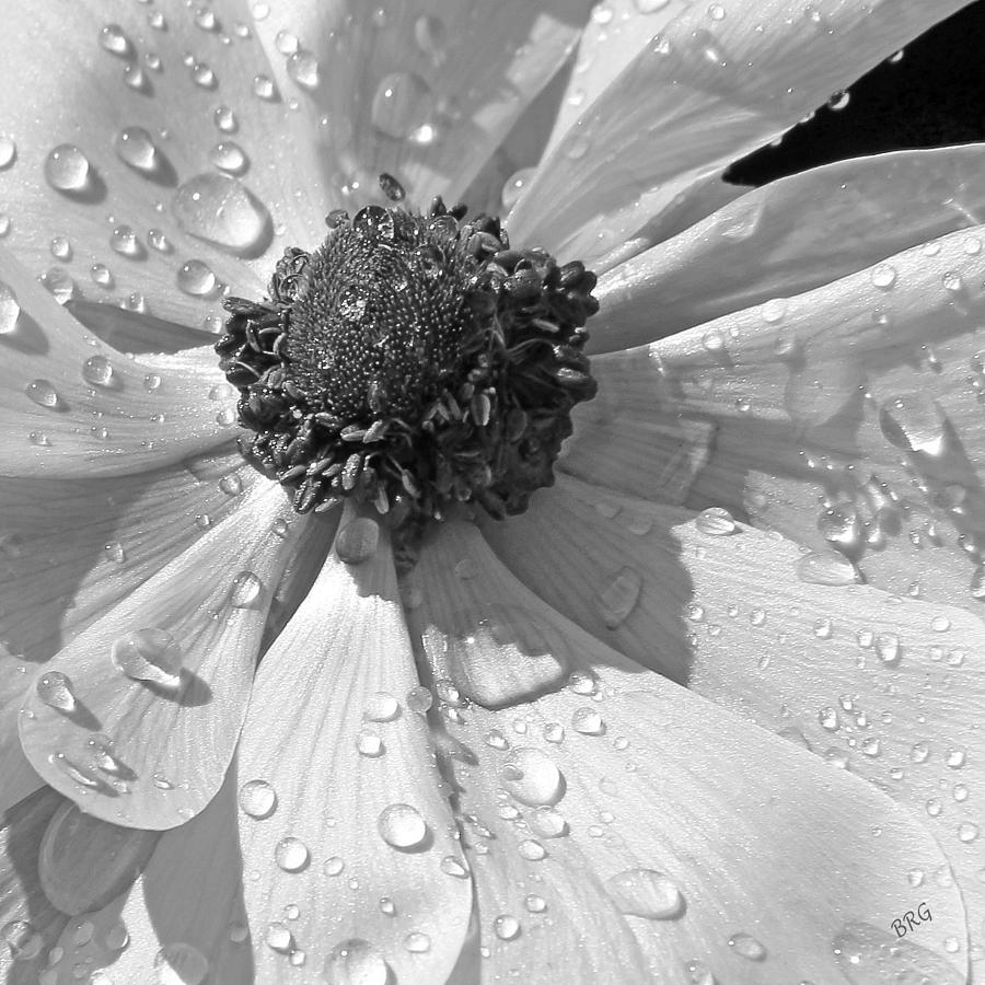 Anemone Poppy In Black And White Photograph