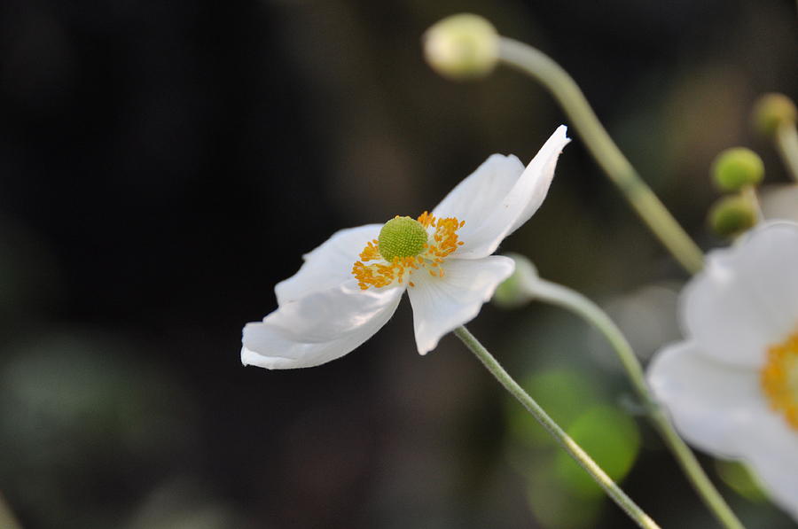 Flowers Still Life Photograph - Anemone by Rich Bodane
