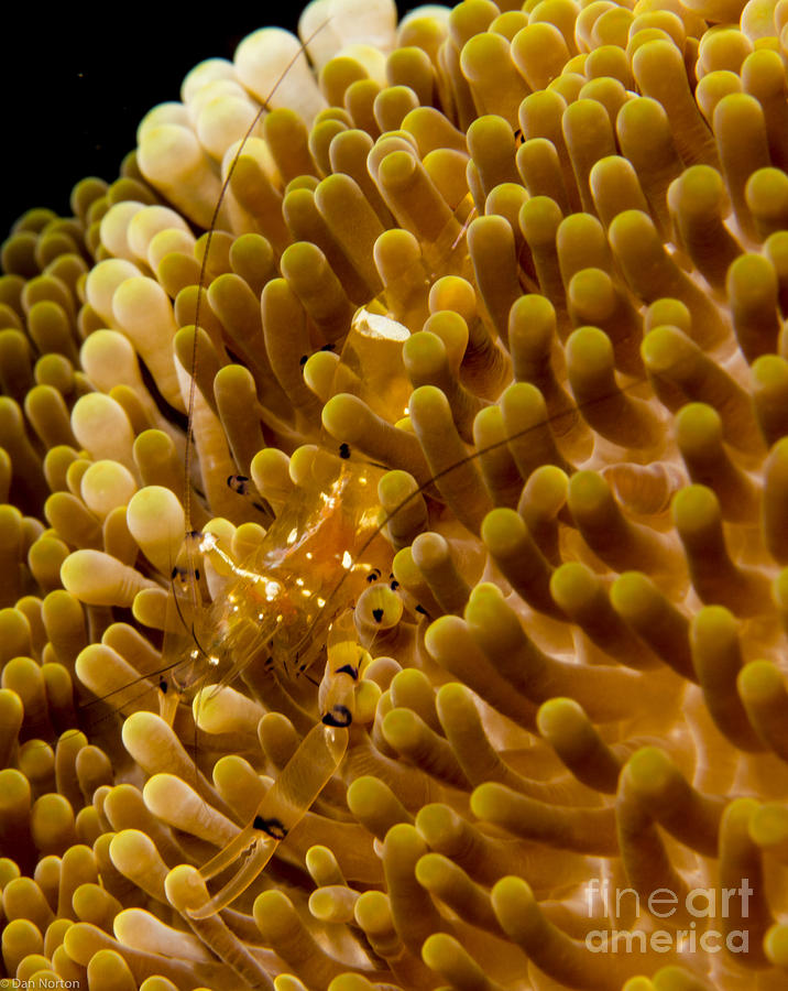 Coral Photograph - Anemone Shrimp1 by Dan Norton