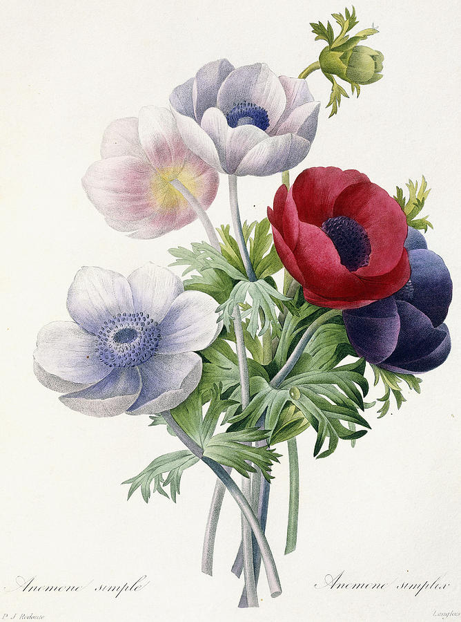 Anemone Simple Painting by Pierre Joseph Redoute