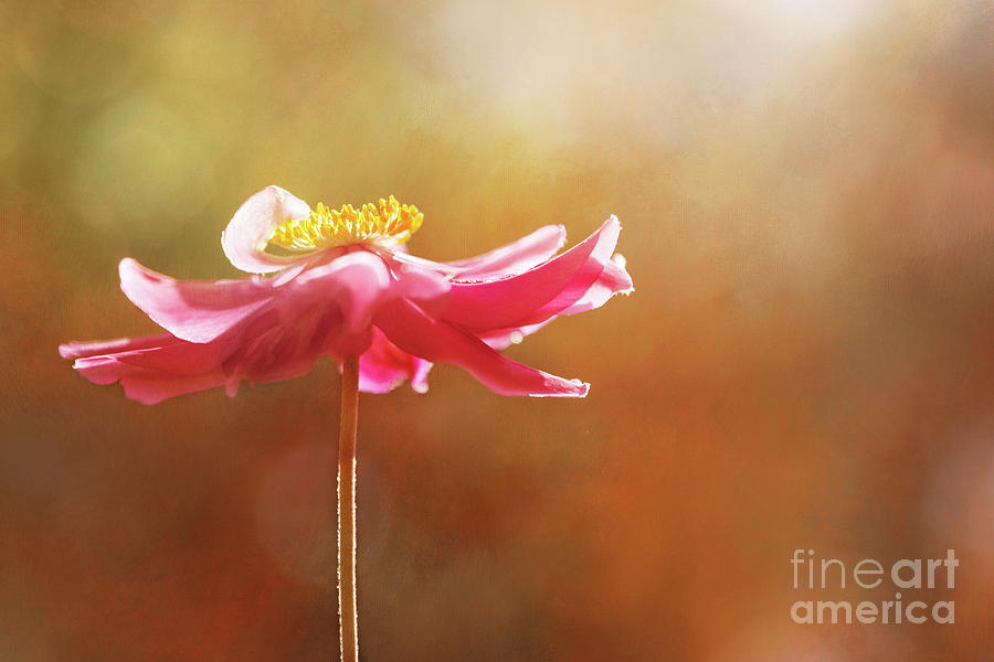 Flower Photograph - Anemone Warmth by Natalie Kinnear