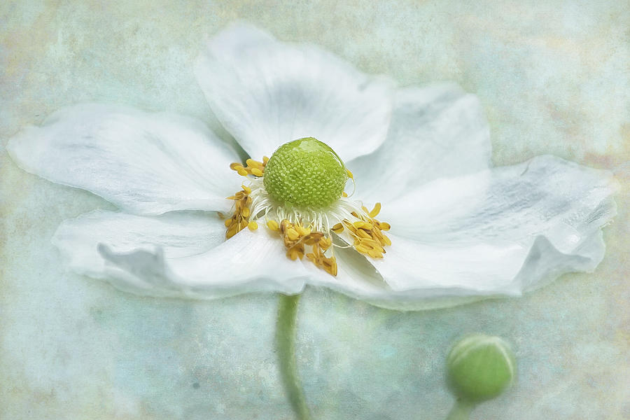 Anemone with Textured Background Photograph by Belinda Greb