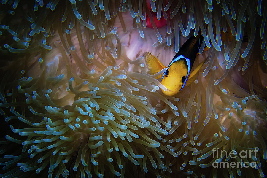 Anemonefish Photograph by Doug Sturgess