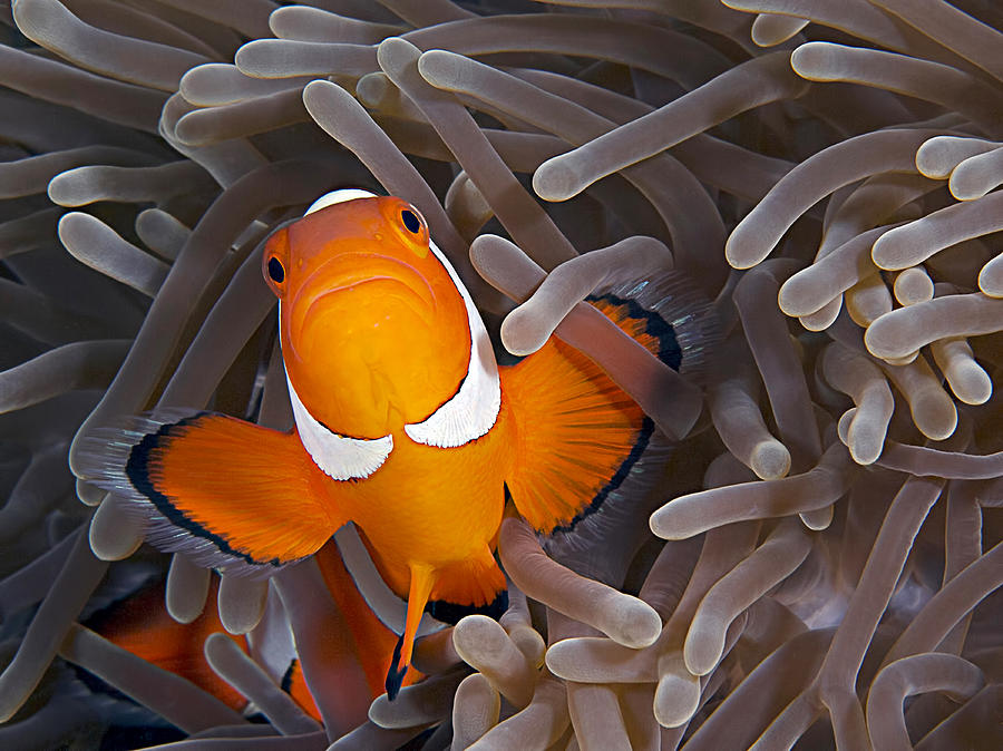 Fish Photograph - Anemonefish by Henry Jager