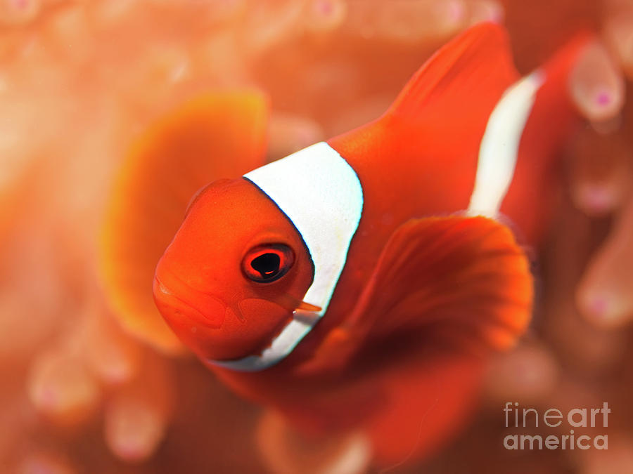 Fish Photograph - Anemonefish by MotHaiBaPhoto Prints