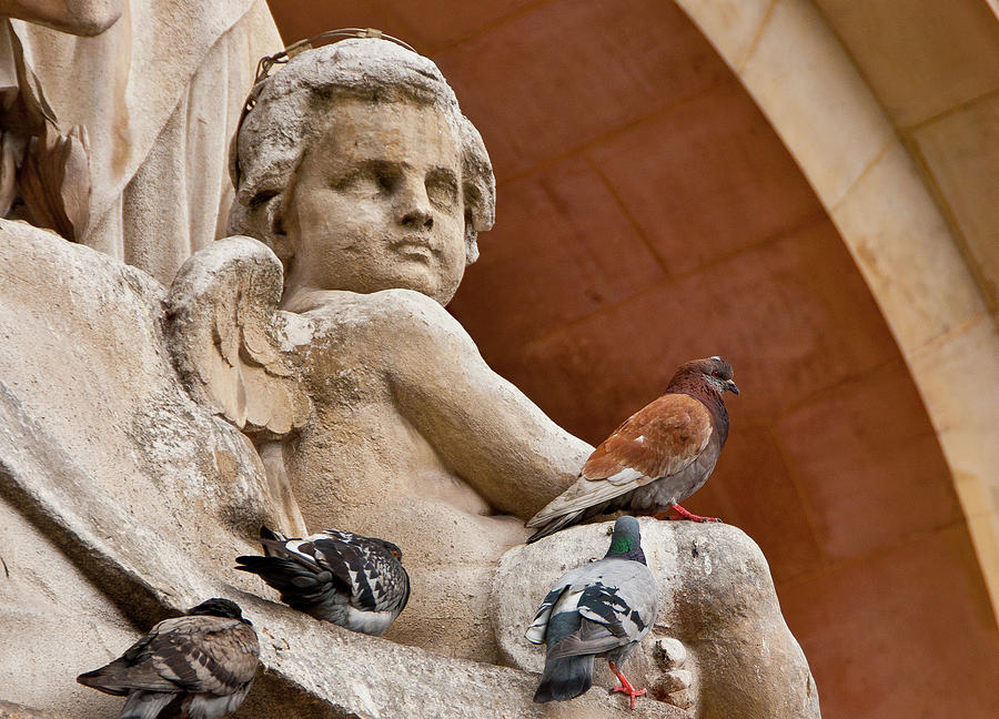 Angel And Birds Photograph