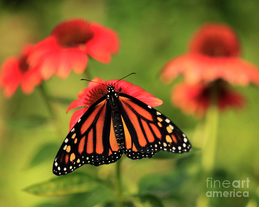 Angel Butterfly on Flowers Photograph by Luana K Perez