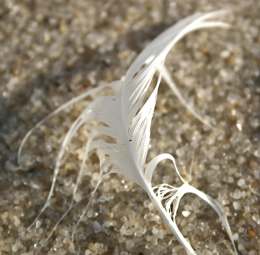 Angel Feather Photograph by Mary Haber