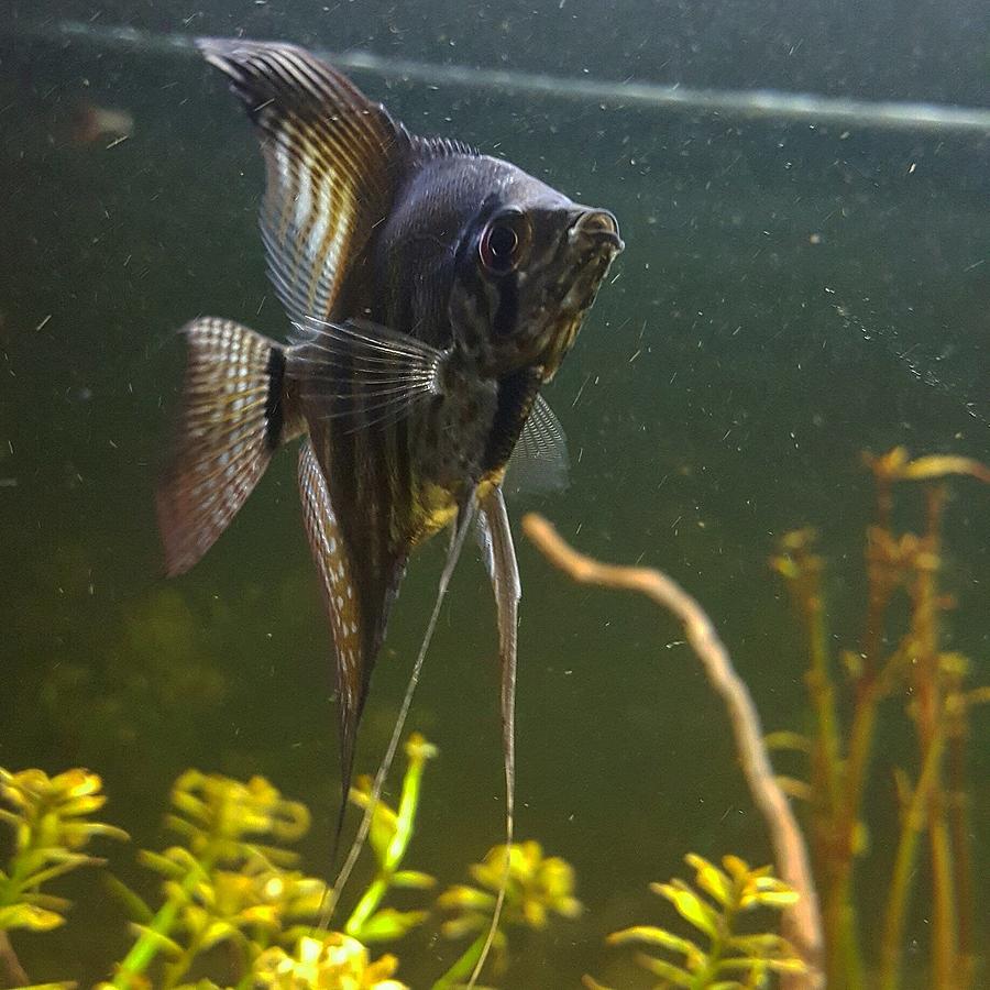 Angel fish Photograph by Planted-aquarium - Fine Art America