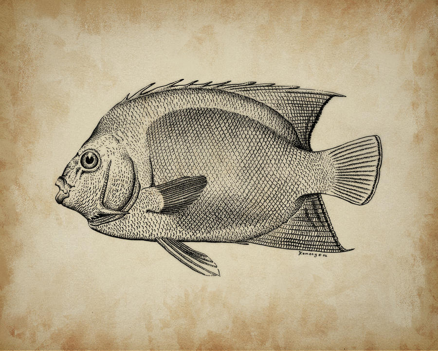 Angel Fish Drawing by Joseph Kemeny | Fine Art America