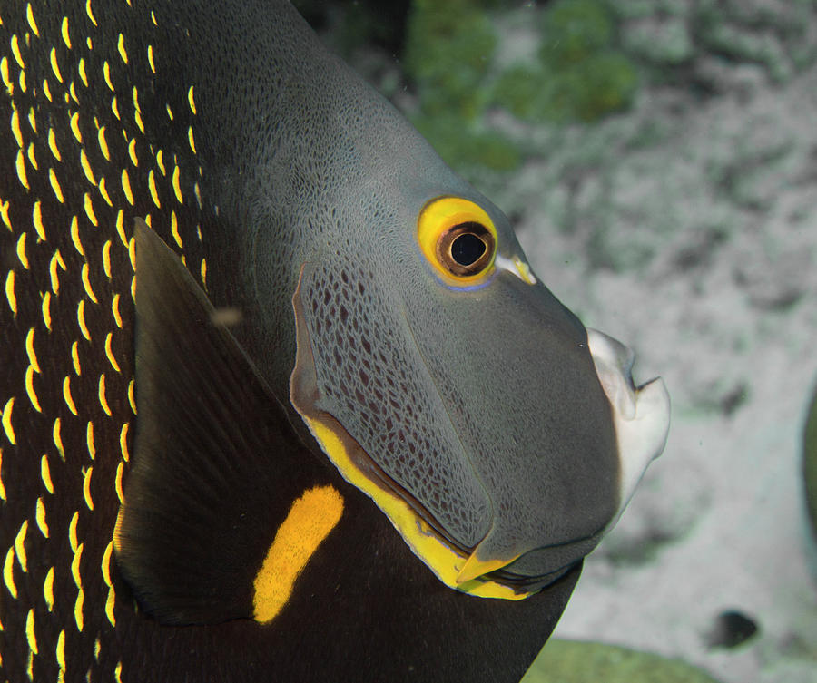 Angel Fish Profile Photograph by Jean Noren