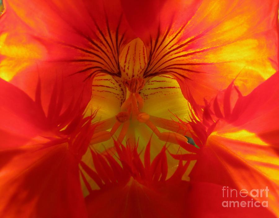 Angel In A Nasturtium Photograph by James B Toy