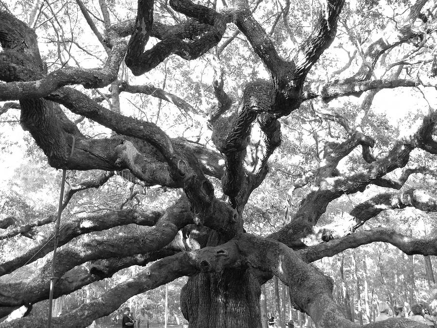 Angel Oak - Face in Tree Photograph by Leslie Revels