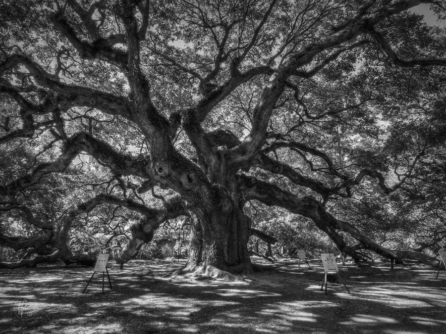 Angel Oak 002 Photograph by Lance Vaughn