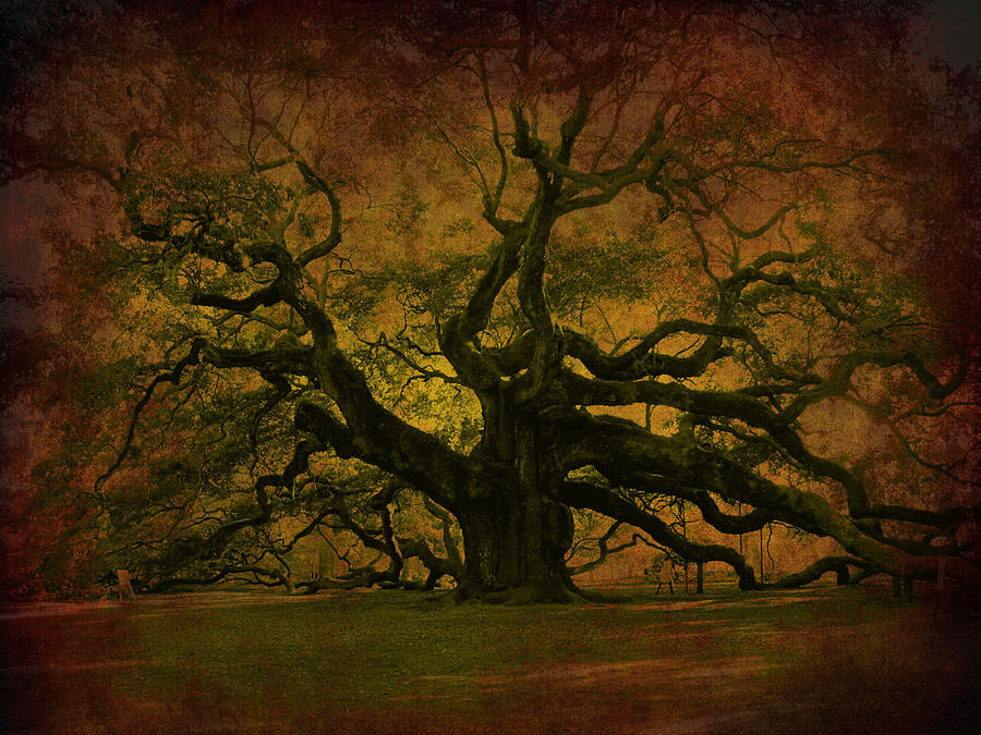 Abstract Photograph - Angel Oak 3 Charleston by Susanne Van Hulst