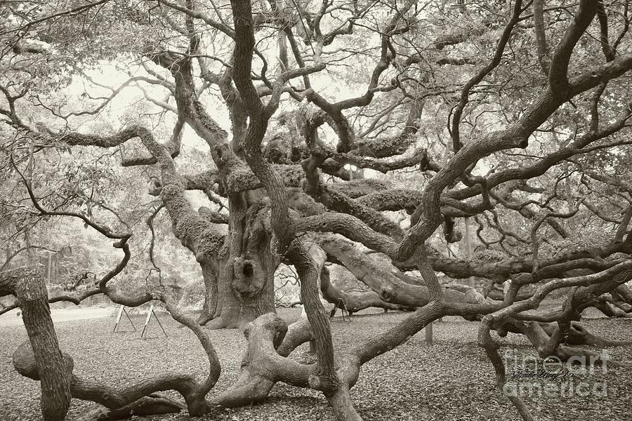 Angel Oak Antiqued Photograph by Dodie Ulery