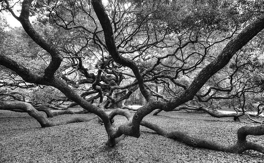 Angel Oak Photograph by Blaine Owens