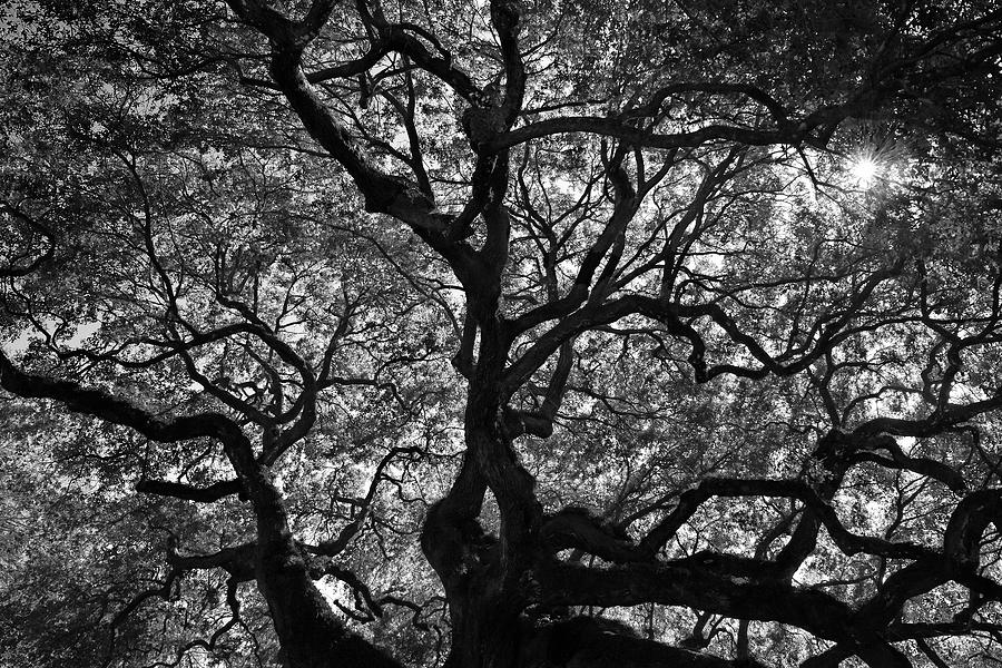 Angel Oak Canopy Photograph by Dan Myers