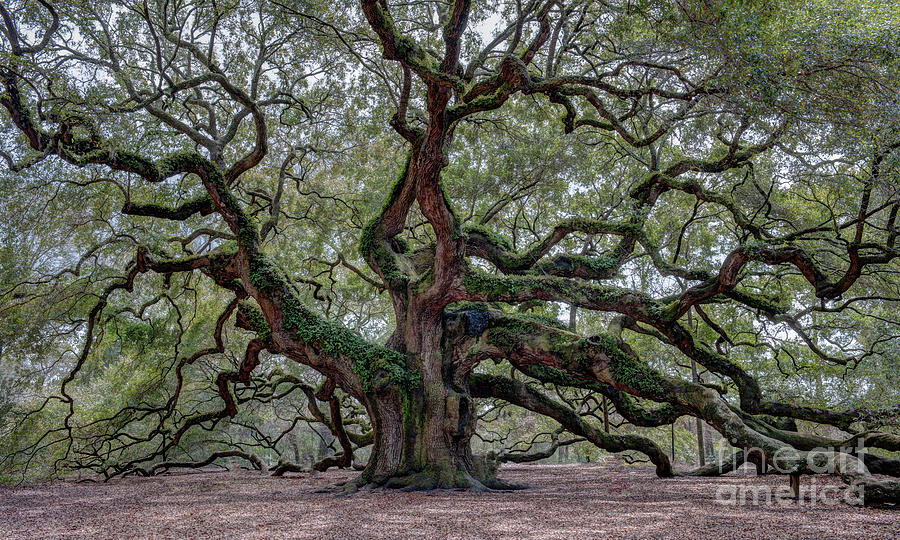 Angel Oak Tree of Life Photograph by Dale Powell