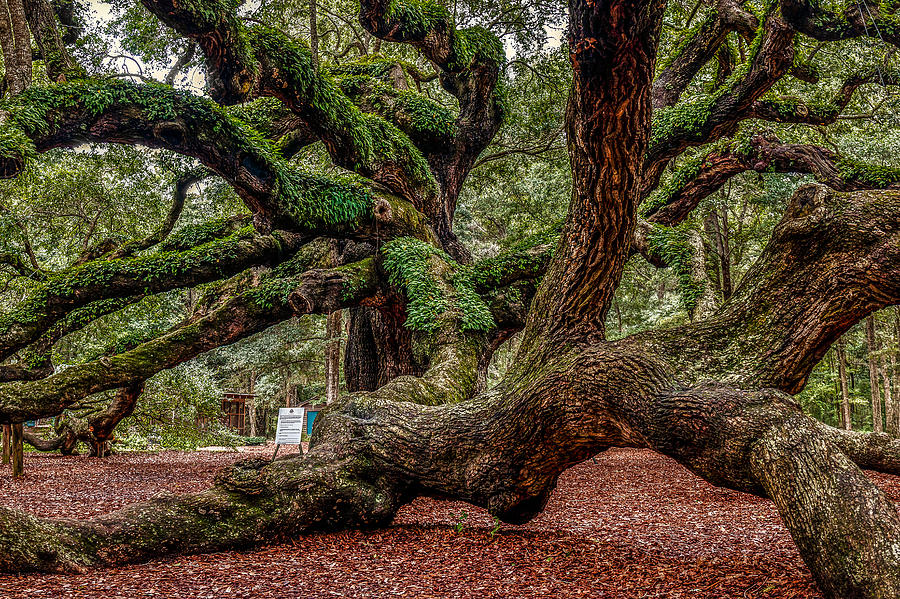 Angel Oak Photograph by Doug Long